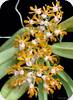 Gastrochilus rutilans